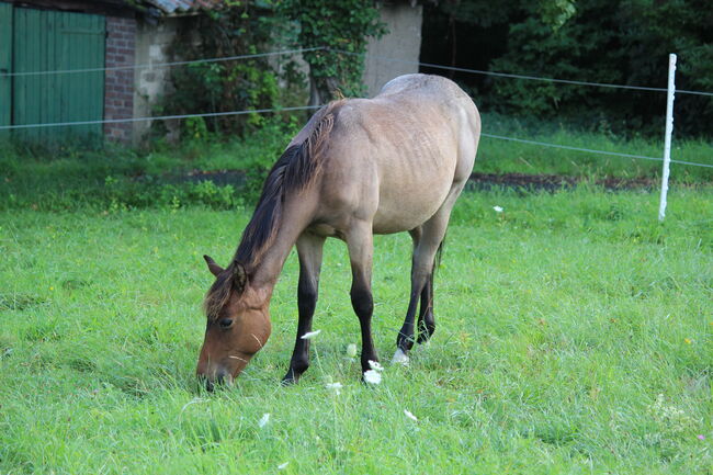 Quarter Horse  Wallach,    2 jähriger in Bay Roan, Wolfgang Künkel, Horses For Sale, Preuß. Oldendorf, Image 2