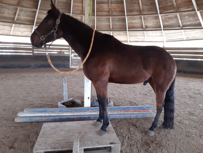 Quarter Horse Wallach, Sandra E., Horses For Sale, Ostermiething , Image 5