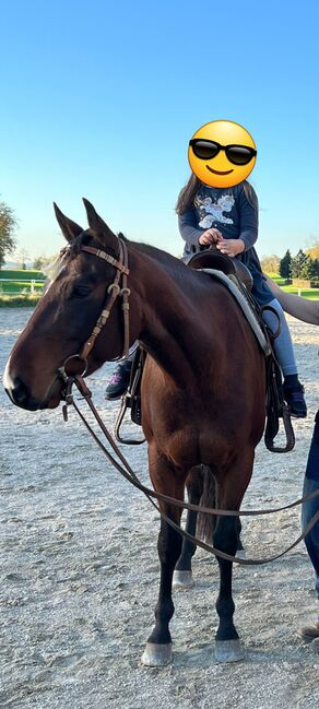 Quarter Horse Wallach, Sandra E., Horses For Sale, Ostermiething , Image 7