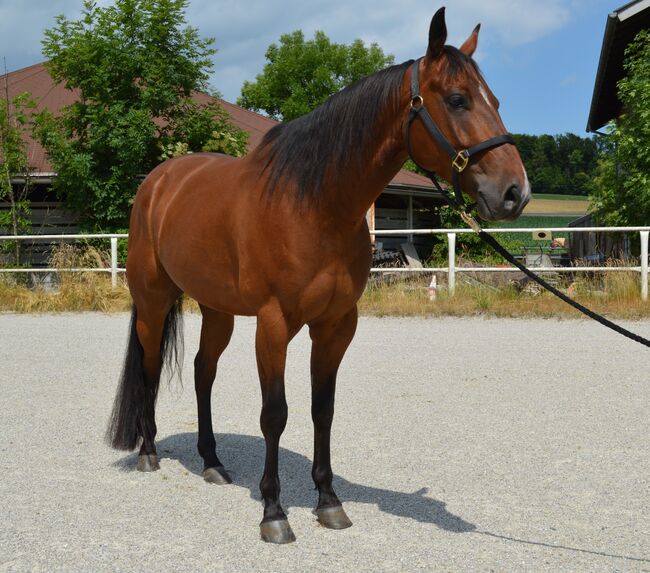 Quarter Horse Wallach, Sandra E., Horses For Sale, Ostermiething , Image 8