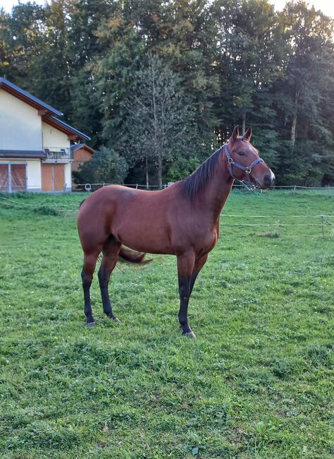 Quarter Horse Wallach, Sandra E., Horses For Sale, Ostermiething , Image 2