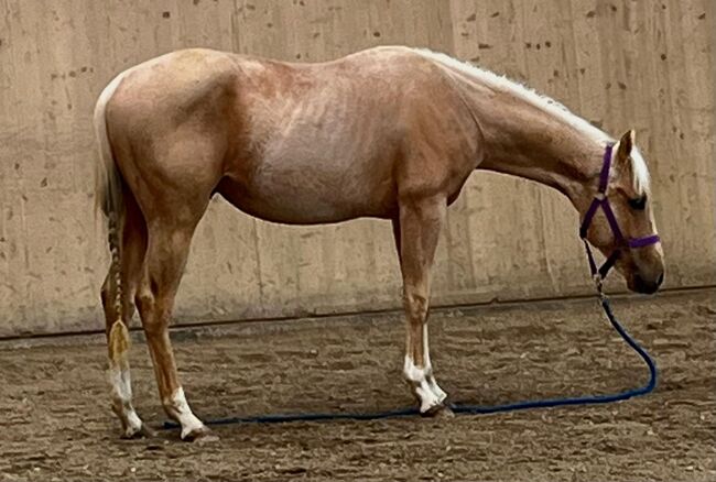 Quarter Horse Wallach, Cavallo, Horses For Sale, Ebersberg, Image 2