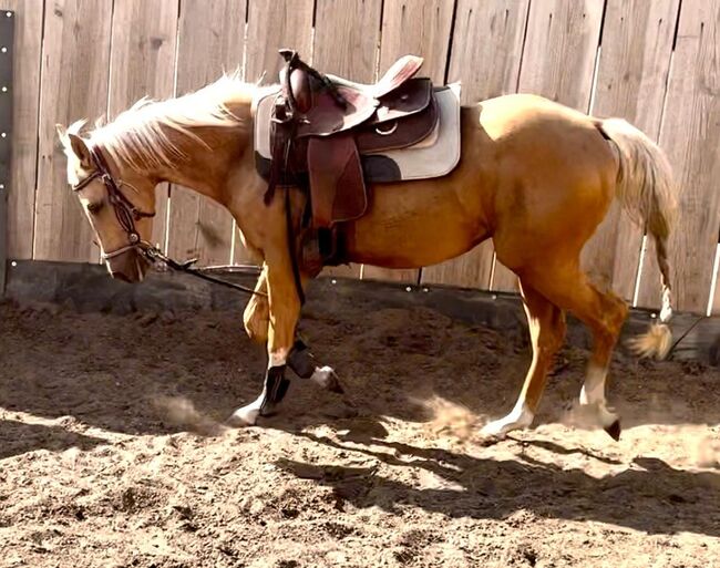 Quarter Horse Wallach, Cavallo, Horses For Sale, Ebersberg, Image 4