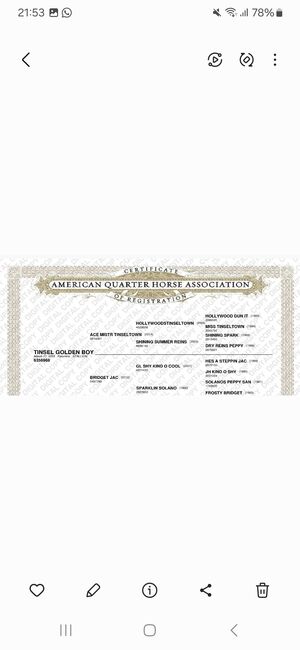 Quarter Horse Wallach, Cavallo, Horses For Sale, Ebersberg, Image 5
