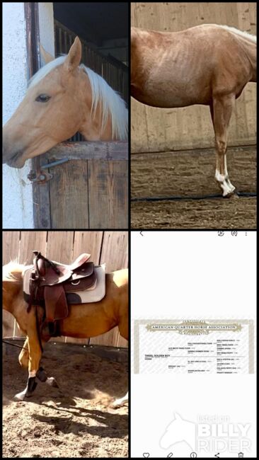 Quarter Horse Wallach, Cavallo, Horses For Sale, Ebersberg, Image 6