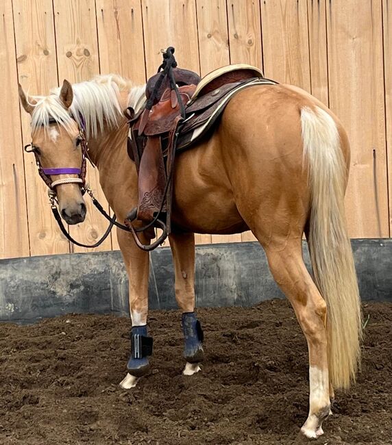 Quarter Horse Wallach, Cavallo, Horses For Sale, Ebersberg, Image 3