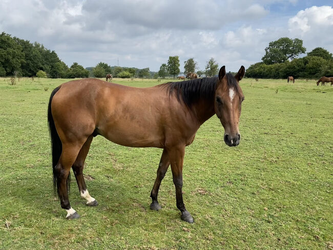 Quarter Horse Wallach mit bester Cutting-Abstammung - menschenbezogen, verspielt & vielseitig, Kerstin Rehbehn (Pferdemarketing Ost), Horses For Sale, Nienburg