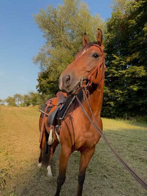 Quarter Horse Wallach mit bester Cutting-Abstammung - menschenbezogen, verspielt & vielseitig, Kerstin Rehbehn (Pferdemarketing Ost), Horses For Sale, Nienburg, Image 5