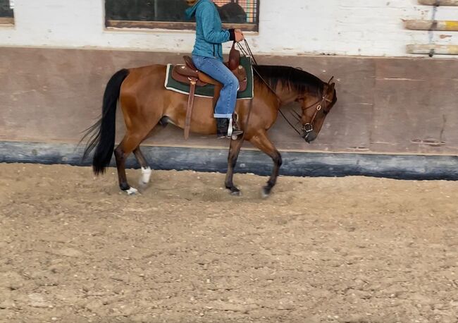 Quarter Horse Wallach mit bester Cutting-Abstammung - menschenbezogen, verspielt & vielseitig, Kerstin Rehbehn (Pferdemarketing Ost), Horses For Sale, Nienburg, Image 4