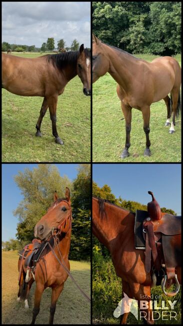 Quarter Horse Wallach mit bester Cutting-Abstammung - menschenbezogen, verspielt & vielseitig, Kerstin Rehbehn (Pferdemarketing Ost), Horses For Sale, Nienburg, Image 8