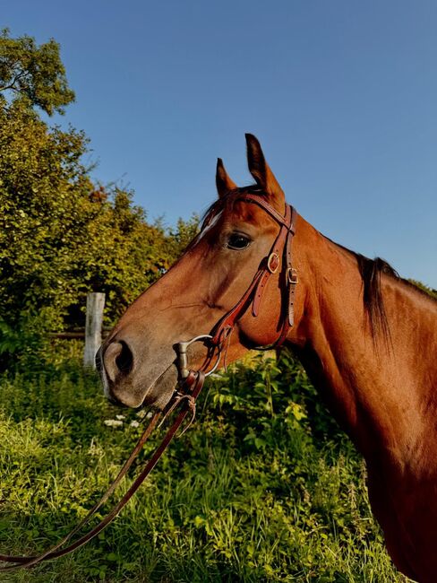 Quarter Horse Wallach mit bester Cutting-Abstammung - menschenbezogen, verspielt & vielseitig, Kerstin Rehbehn (Pferdemarketing Ost), Horses For Sale, Nienburg, Image 3