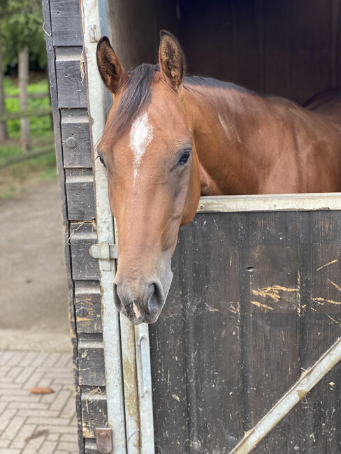 Quarter Horse Wallach mit bester Cutting-Abstammung - menschenbezogen, verspielt & vielseitig, Kerstin Rehbehn (Pferdemarketing Ost), Horses For Sale, Nienburg, Image 6