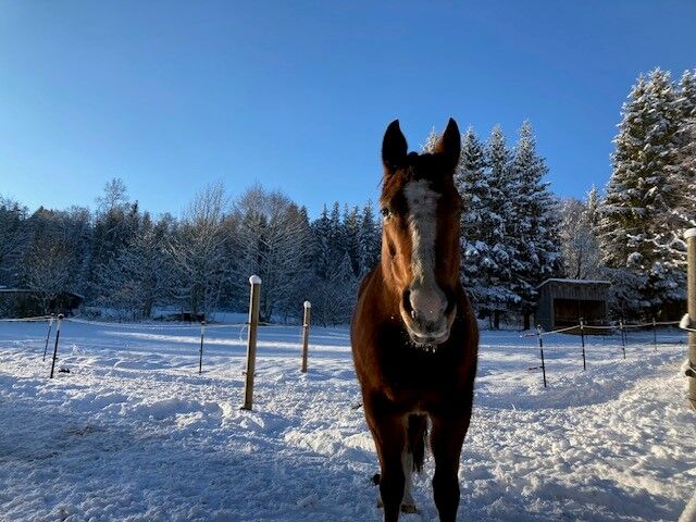 Im Stocktyp stehender Quarter Horse Wallach, Kerstin Rehbehn (Pferdemarketing Ost), Horses For Sale, Nienburg, Image 8