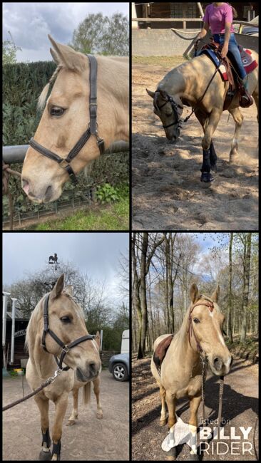 Quarter Horse Wallach, 13 Jahre, Leonor Steinberger, Horses For Sale, Saarbrücken , Image 12