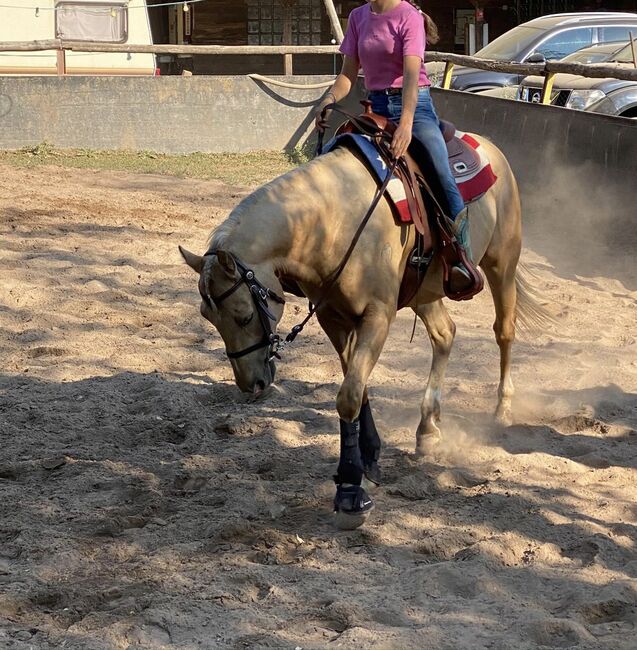 Quarter Horse Wallach, 13 Jahre, Leonor Steinberger, Horses For Sale, Saarbrücken , Image 9