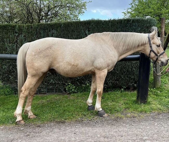 Quarter Horse Wallach, 13 Jahre, Leonor Steinberger, Horses For Sale, Saarbrücken , Image 2