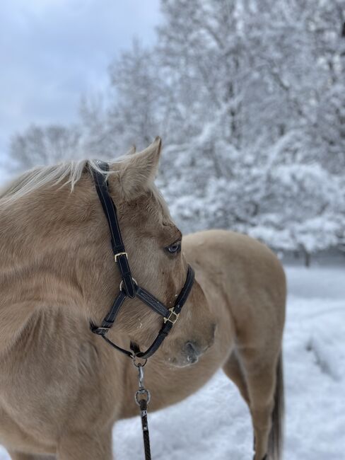 Quarter Horse Wallach, 13 Jahre, Leonor Steinberger, Konie na sprzedaż, Saarbrücken , Image 10