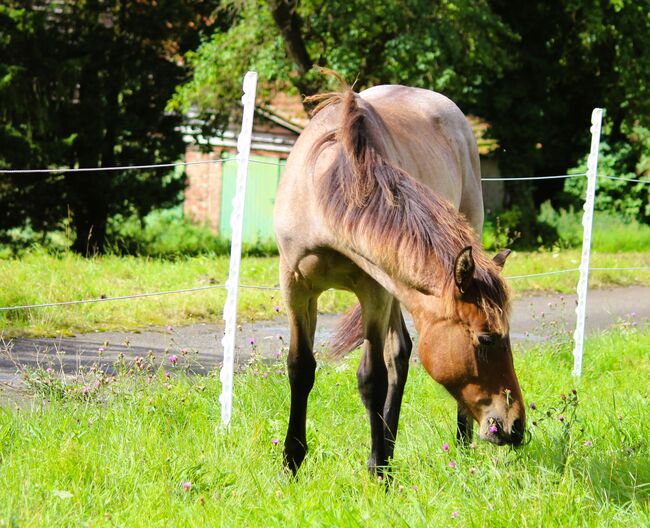 Quarter Horse  Wallach,    2 jähriger in Bay Roan, Wolfgang Künkel, Pferd kaufen, Preuß. Oldendorf, Abbildung 5