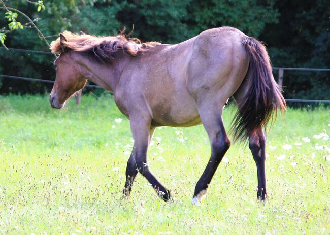 Quarter Horse  Wallach,    2 jähriger in Bay Roan, Wolfgang Künkel, Pferd kaufen, Preuß. Oldendorf, Abbildung 8