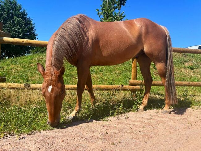 Quarter Horse Wallach (7 J.) sucht ein liebevolles 5 ⭐️ Zuhause, Johanna Vo, Pferd kaufen, Flein, Abbildung 3