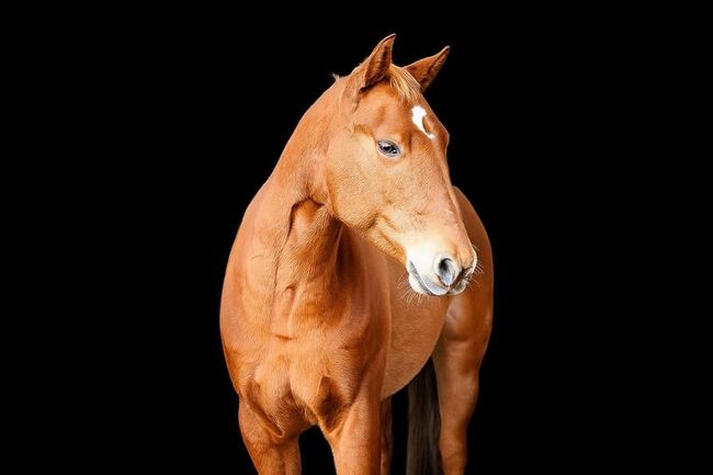 Quarter Horse Wallach (7 J.) sucht ein liebevolles 5 ⭐️ Zuhause, Johanna Vo, Pferd kaufen, Flein