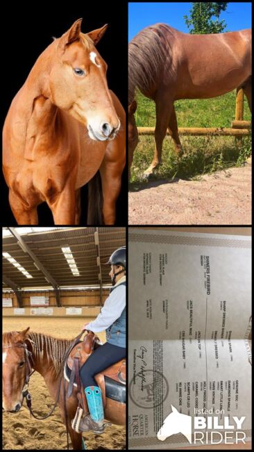 Quarter Horse Wallach (7 J.) sucht ein liebevolles 5 ⭐️ Zuhause, Johanna Vo, Pferd kaufen, Flein, Abbildung 6