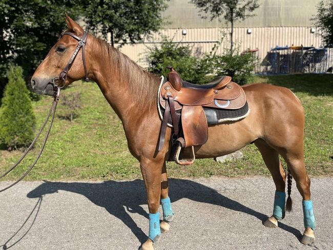 Quarter Horse Wallach (7 J.) sucht ein liebevolles 5 ⭐️ Zuhause, Johanna Vo, Pferd kaufen, Flein, Abbildung 5