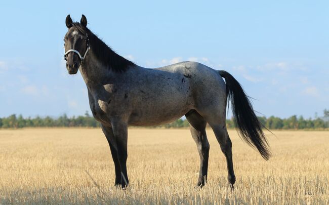 Quarter Horse Wallach Fips, Franziska Kittl, Pferd kaufen, Thalgau, Abbildung 2