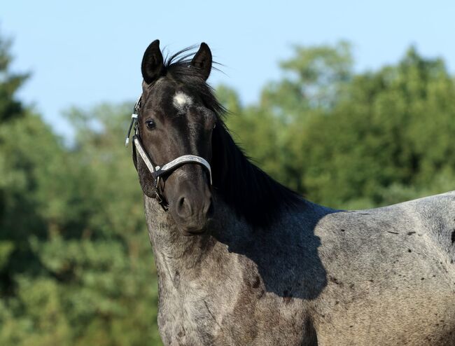 Quarter Horse Wallach Fips, Franziska Kittl, Pferd kaufen, Thalgau