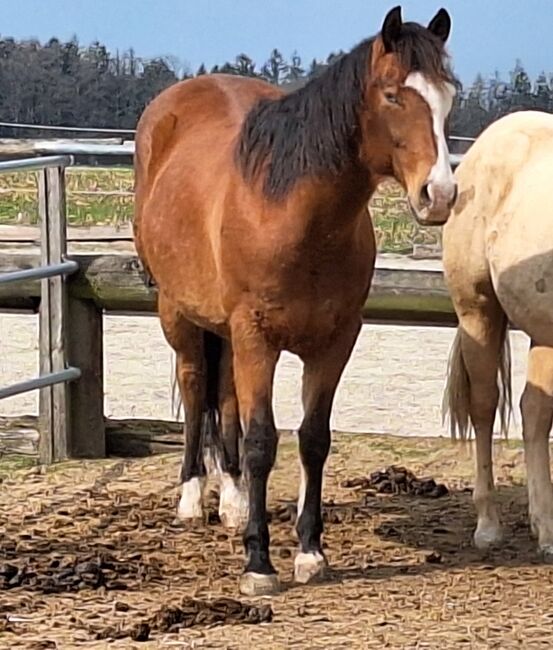 Quarter Horse Wallach, Hans E, Pferd kaufen, Bruck bei Hausleiten