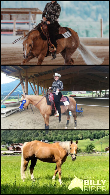 Quarter Horse Wallach, super Lehrmeister, Lisi, Pferd kaufen, Alpbach, Abbildung 4