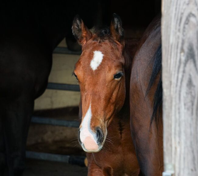 Quarter Horse Jährling, Mary Matern, Horses For Sale, Visselhövede, Image 3