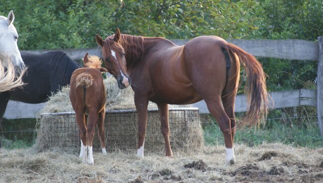 Quarter Horse Zuchtstute, Bianca , Konie na sprzedaż, Lutzmannsburg , Image 4