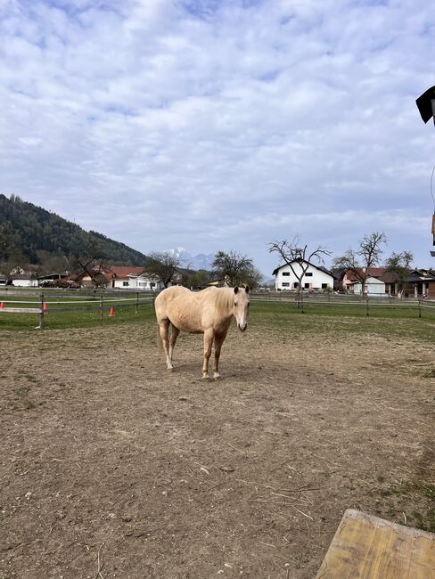 Quarter sucht Lebensplatz, Lippitz jürgen, Horses For Sale, Klagenfurt am Wörthersee