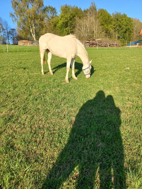 Quarter Stute, Anita, Horses For Sale, Freiwalddorf, Image 2
