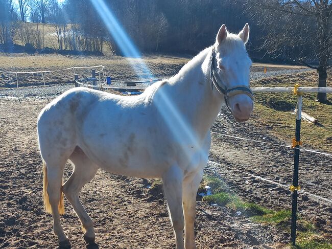 Quarter Stute, Anita, Horses For Sale, Freiwalddorf