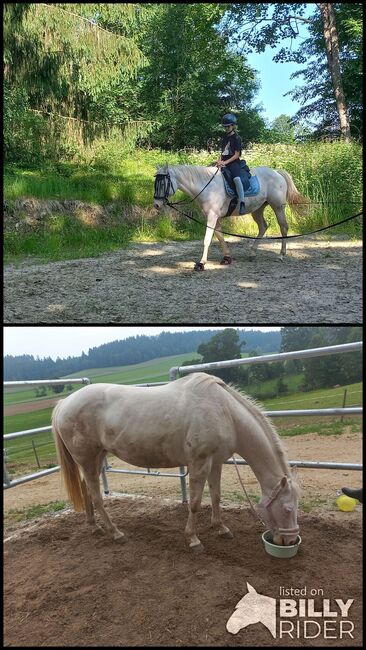 Quarter Stute, Anita, Horses For Sale, Freiwalddorf, Image 3