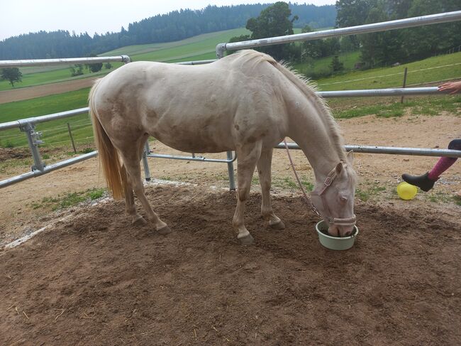 Quarter Stute, Anita, Horses For Sale, Freiwalddorf, Image 2