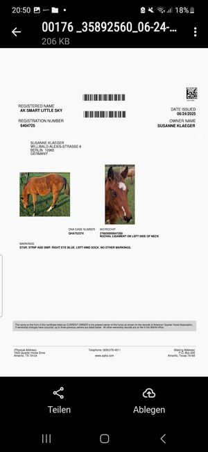 Quarterstute Jährling Reining, Cutting, Susanne Klaeger , Horses For Sale, 10965 berlin, Image 2