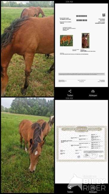 Quarterstute Jährling Reining, Cutting, Susanne Klaeger , Horses For Sale, 10965 berlin, Image 9