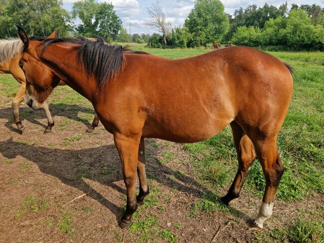 Quarterstute Jährling Reining, Cutting, Susanne Klaeger , Horses For Sale, 10965 berlin, Image 7