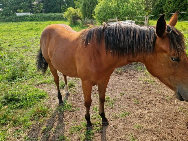 Quarterstute Jährling Reining, Cutting, Susanne Klaeger , Horses For Sale, 10965 berlin, Image 8