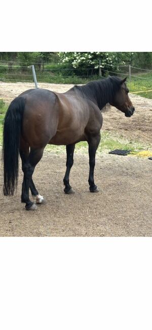 ❤️Quarter Stute/ Freizeitpferd, Sabine Bogner , Horses For Sale, Burghaslach, Image 3