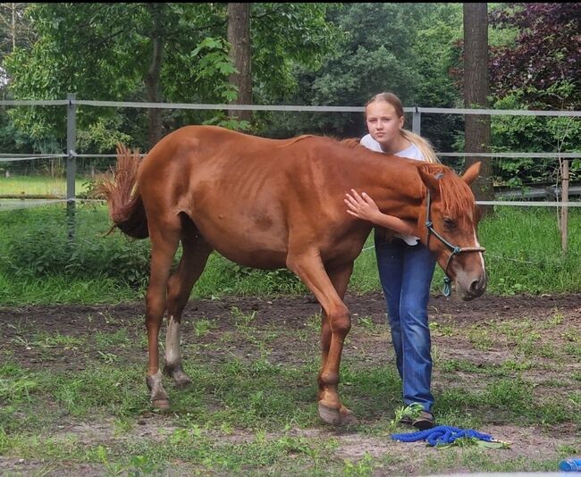 Quarter Mix, Britta , Horses For Sale, Maasen, Image 9