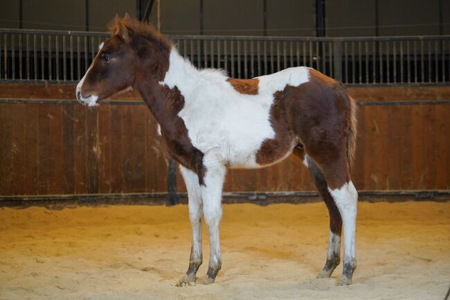Quarter mix, Stephan, Horses For Sale, Weiden