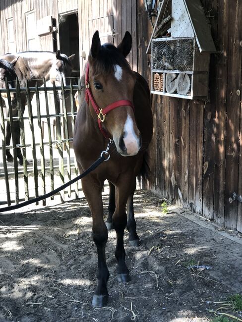 Quarter Horse, Mary Matern, Horses For Sale, Visselhövede, Image 8