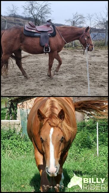 Quarter horse, Szőr Helga, Horses For Sale, Szuhakálló, Image 3