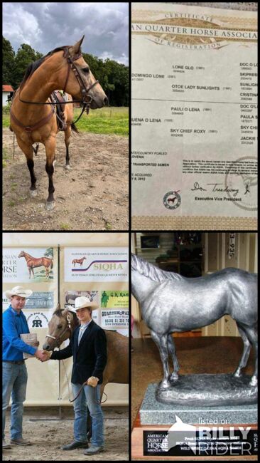 Quarter Horse, Silvo Sok, Horses For Sale, Gorišnica, Image 6