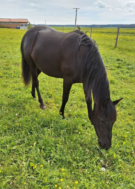 Quarter horse Stute 2j, Nadine , Horses For Sale, Pfronstetten , Image 2