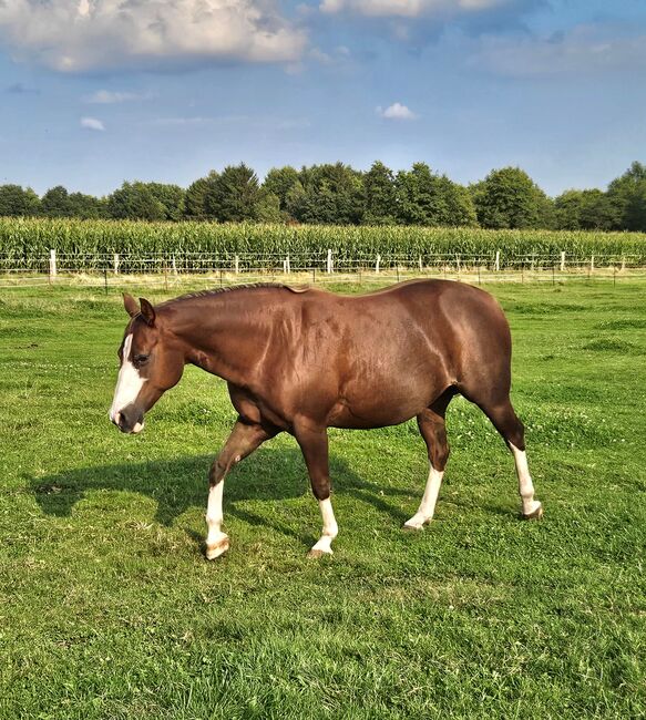Quarter/Paintstute, doppelt registriert, tragend für 05/2026, Kathi, Horses For Sale, Groß Ippener, Image 4